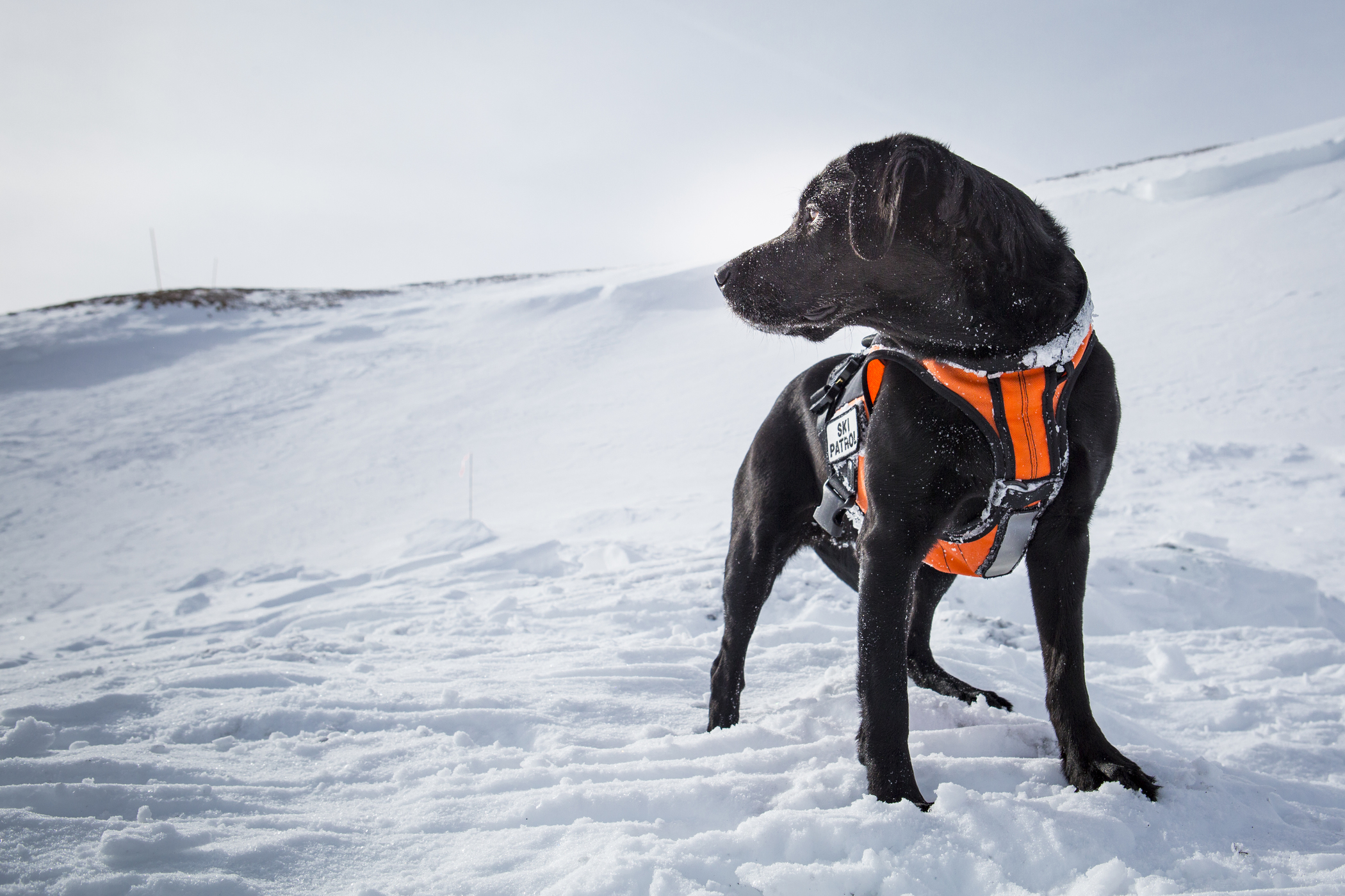 Aspen Snowmass Ski Patrol Dog